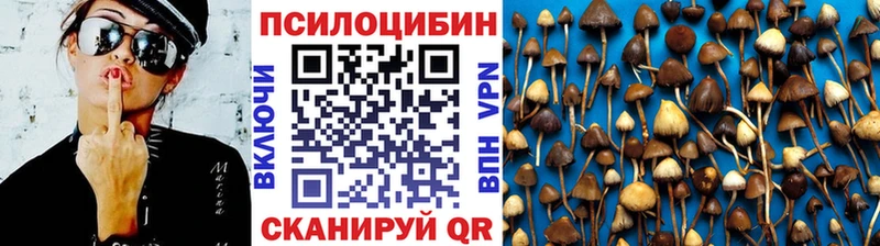 Купить где  Нефтекумск  Псилоцибиновые грибы Cubensis 
